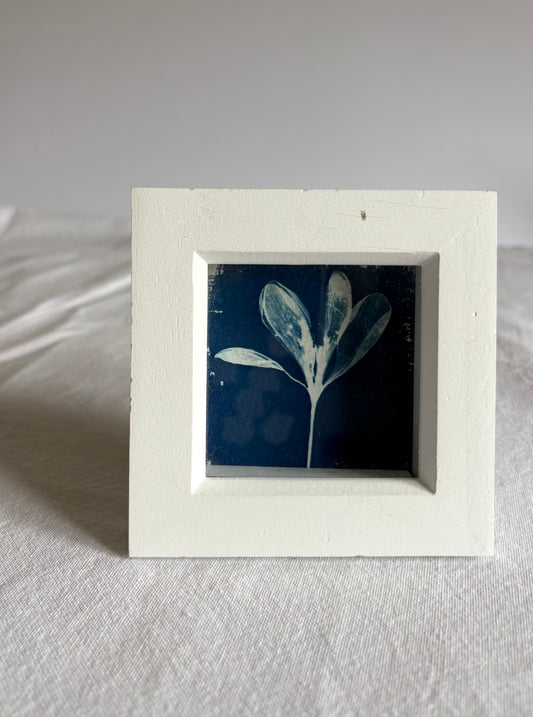 Crocus ii - white square glass box frame - SALE