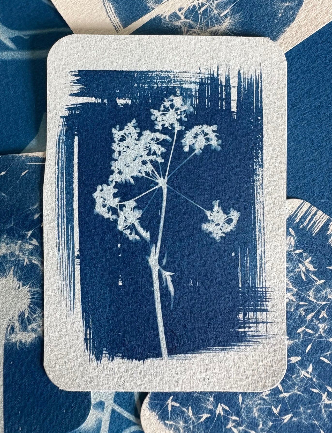 Cow Parsley Stem 8.2x12.2cm