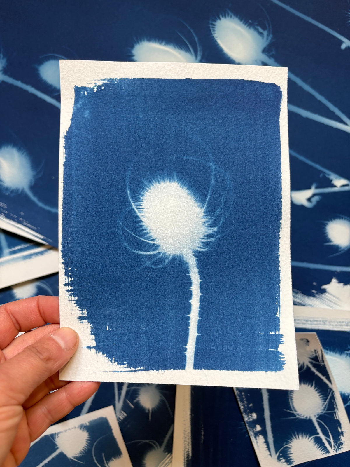 Teasel (blurred) 14x19cm - Original Print  - SALE