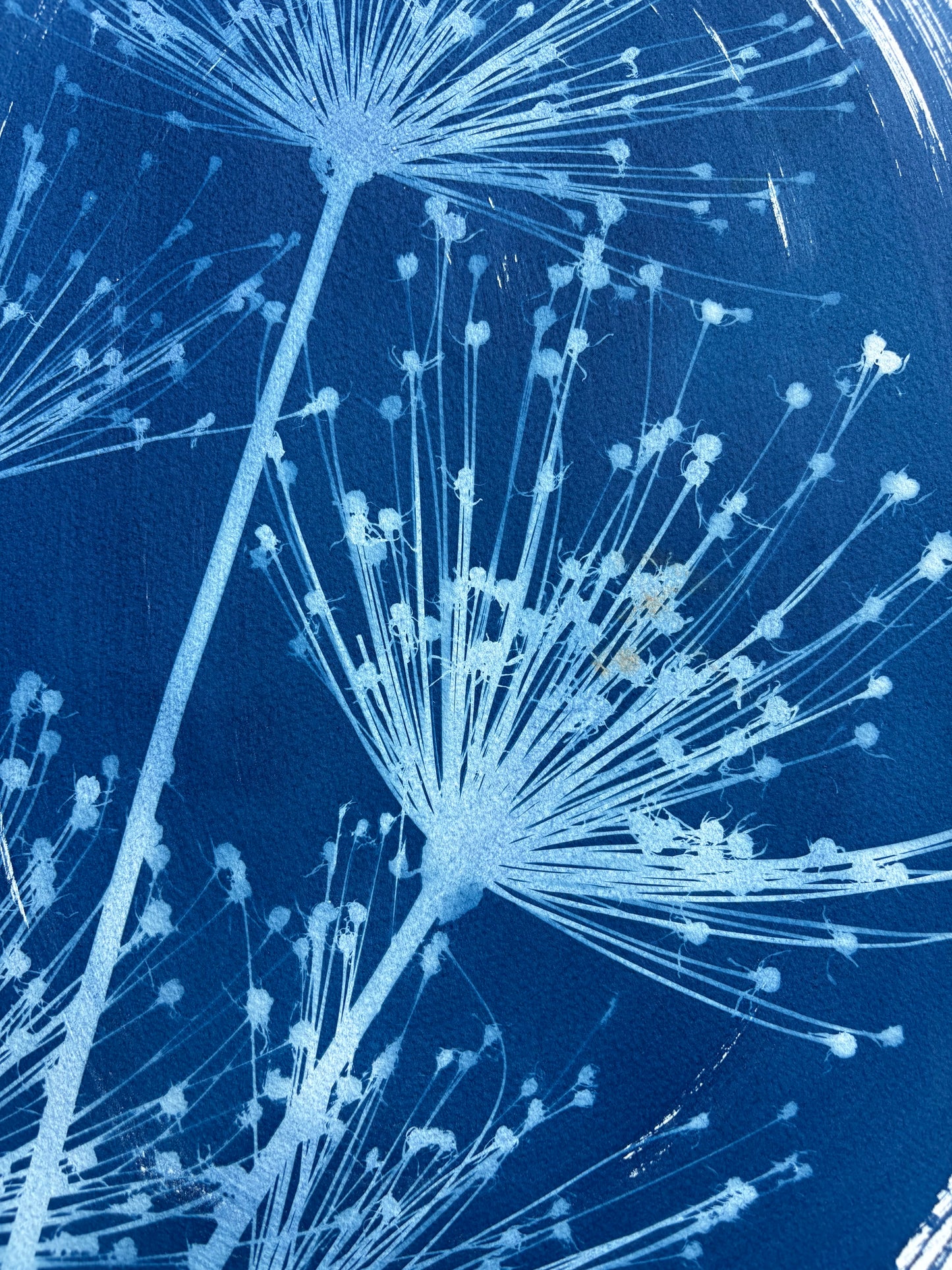 Spider Allium 3 Oval (15x22") Original Print - SALE