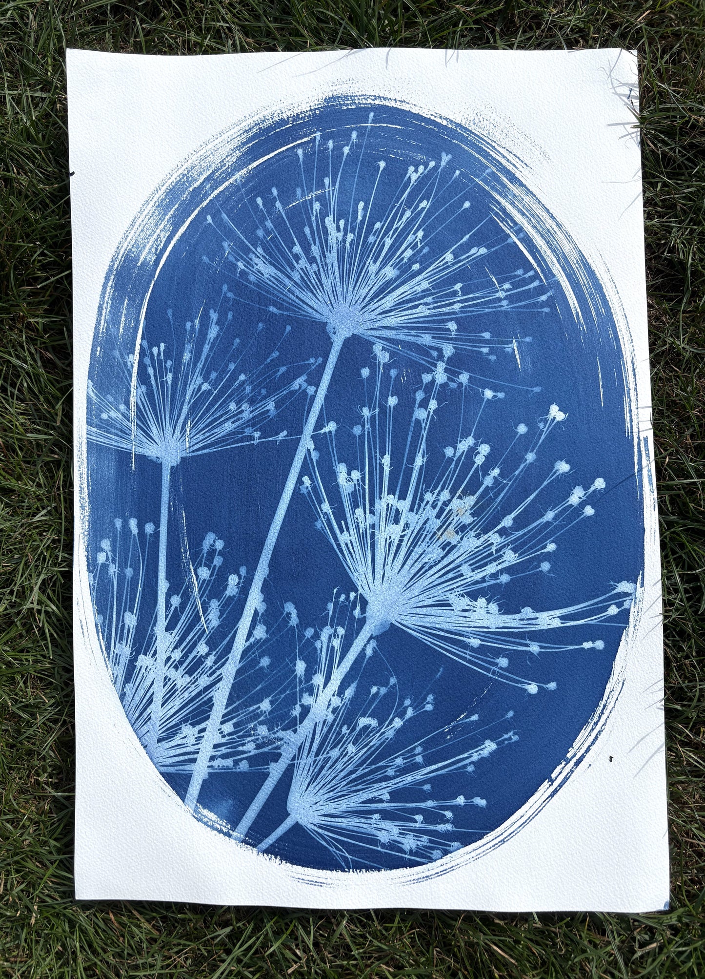 Spider Allium 3 Oval (15x22") Original Print - SALE