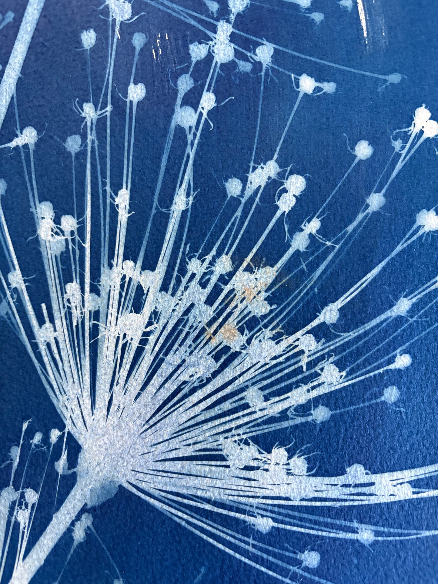 Spider Allium 3 Oval (15x22") Original Print - SALE