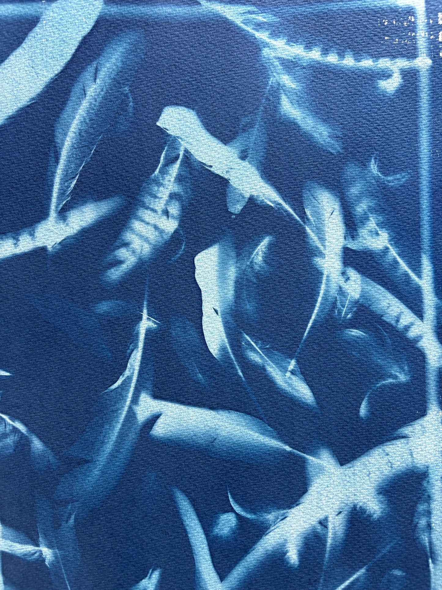 Feathers Framed (15x22") Original Print - SALE