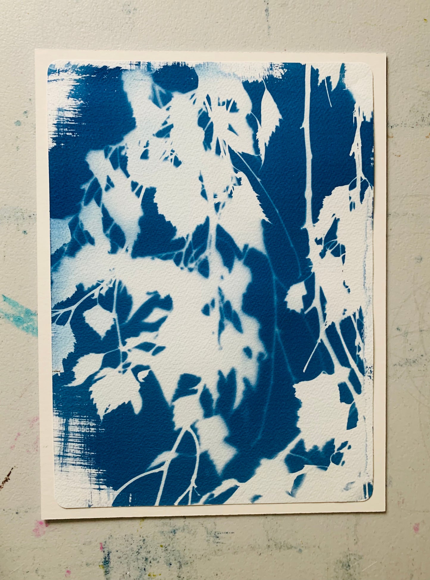 Birch Tree in August- Mounted - Cyanotype 38x28cm (approx) Original Print- SALE