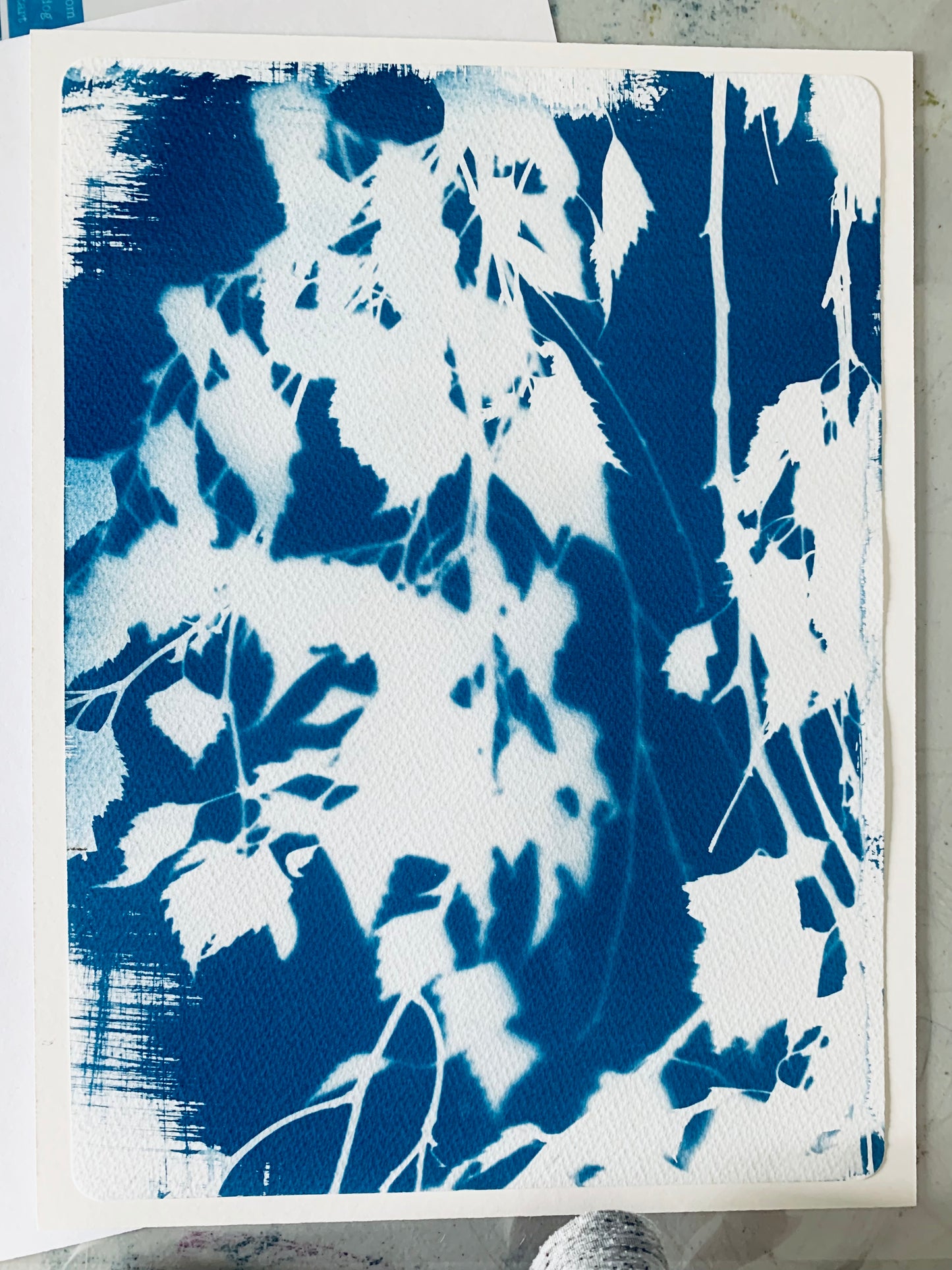 Birch Tree in August- Mounted - Cyanotype 38x28cm (approx) Original Print- SALE