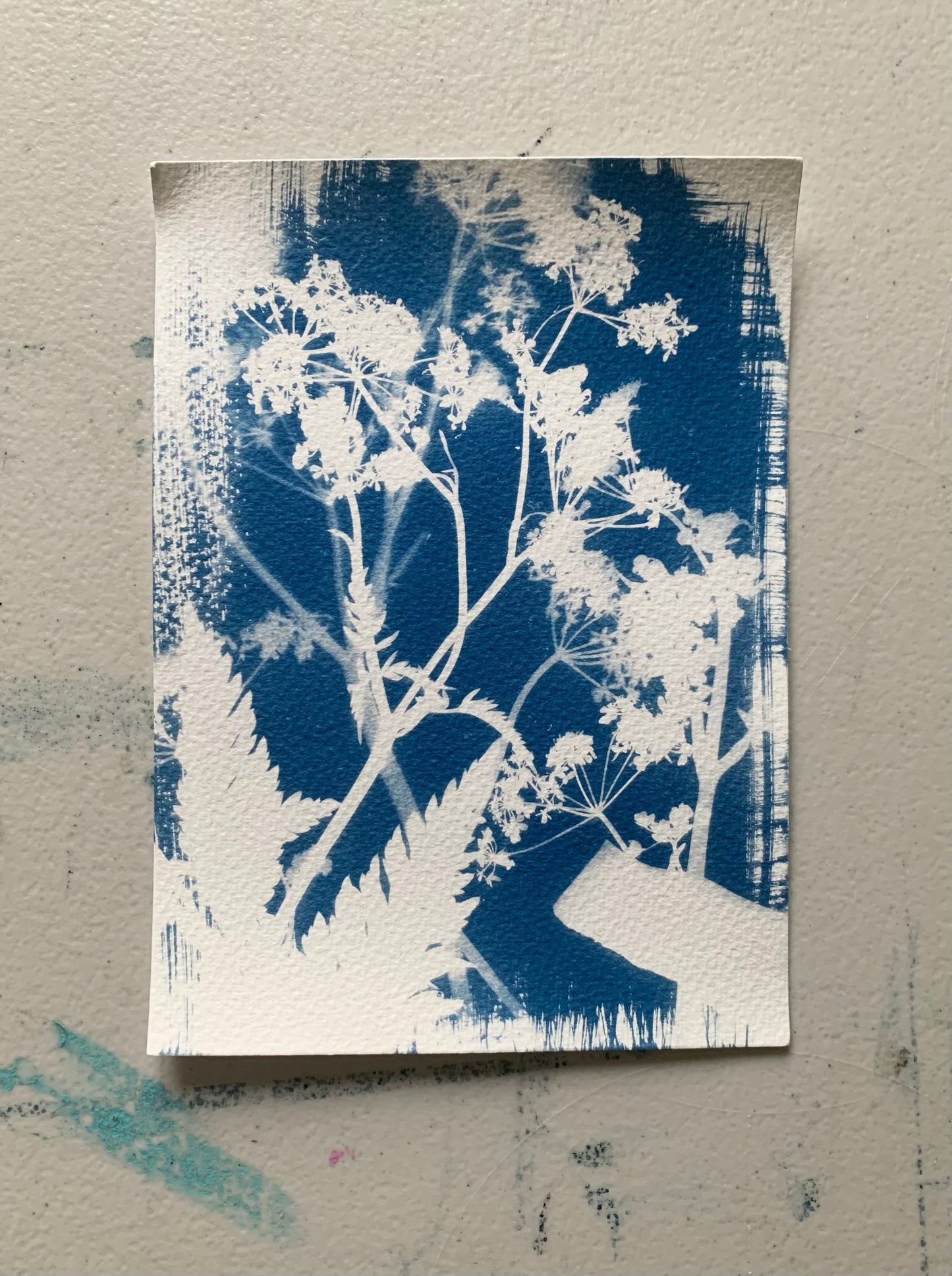 Cow Parsley and tape 14x19cm - Original Print - SALE