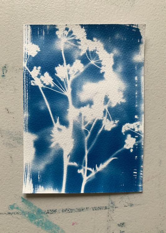 Cow Parsley Haze 14x19cm - Original Print - SALE