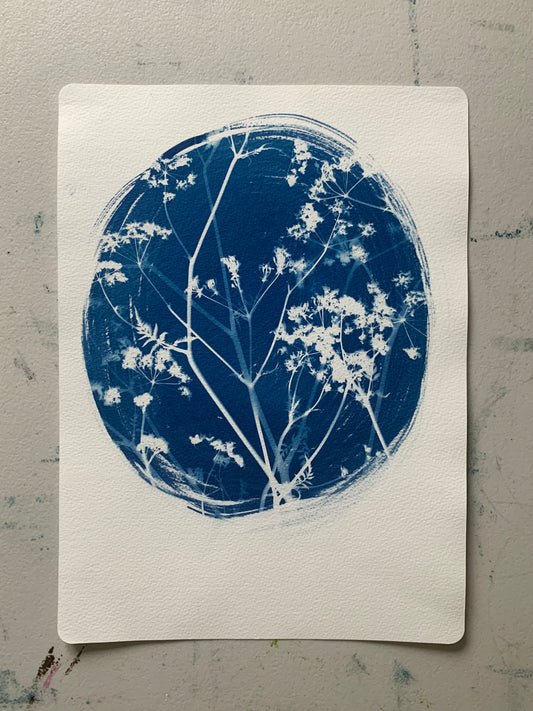 Cow Parsley Oval - Cyanotype 38x28cm (approx) Original Print- SALE