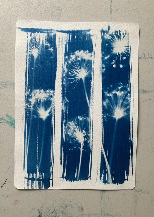 Allium Stripes - Cyanotype 38x28cm (approx) Original Print- SALE