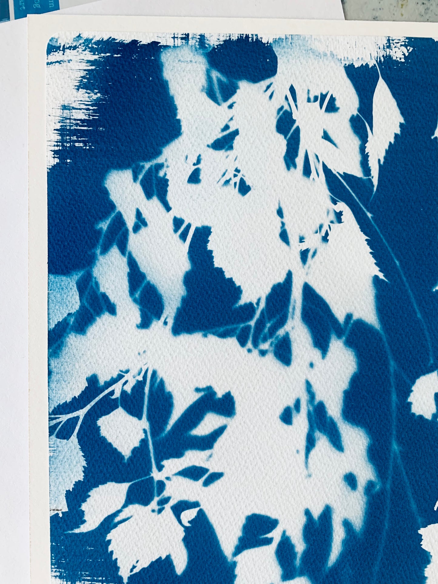 Birch Tree in August- Mounted - Cyanotype 38x28cm (approx) Original Print- SALE