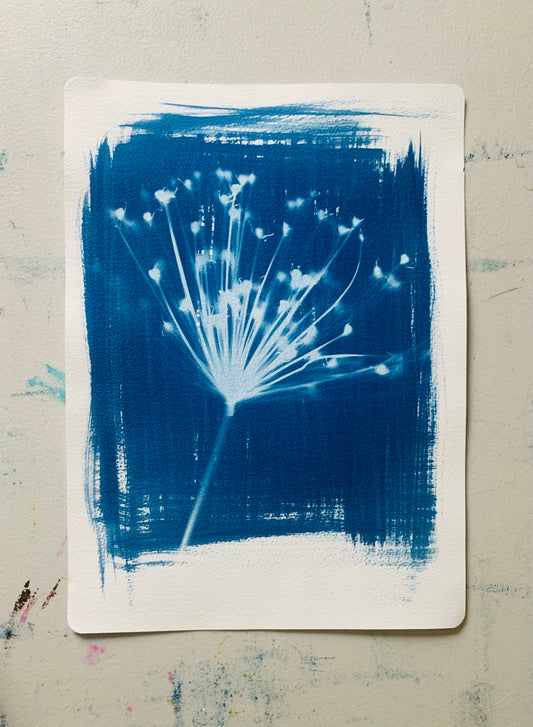 Allium Polaroid - Cyanotype 38x28cm (approx) Original Print- SALE