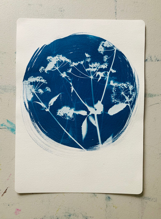 Unknown umbellifer Round - Cyanotype 38x28cm (approx) Original Print- SALE