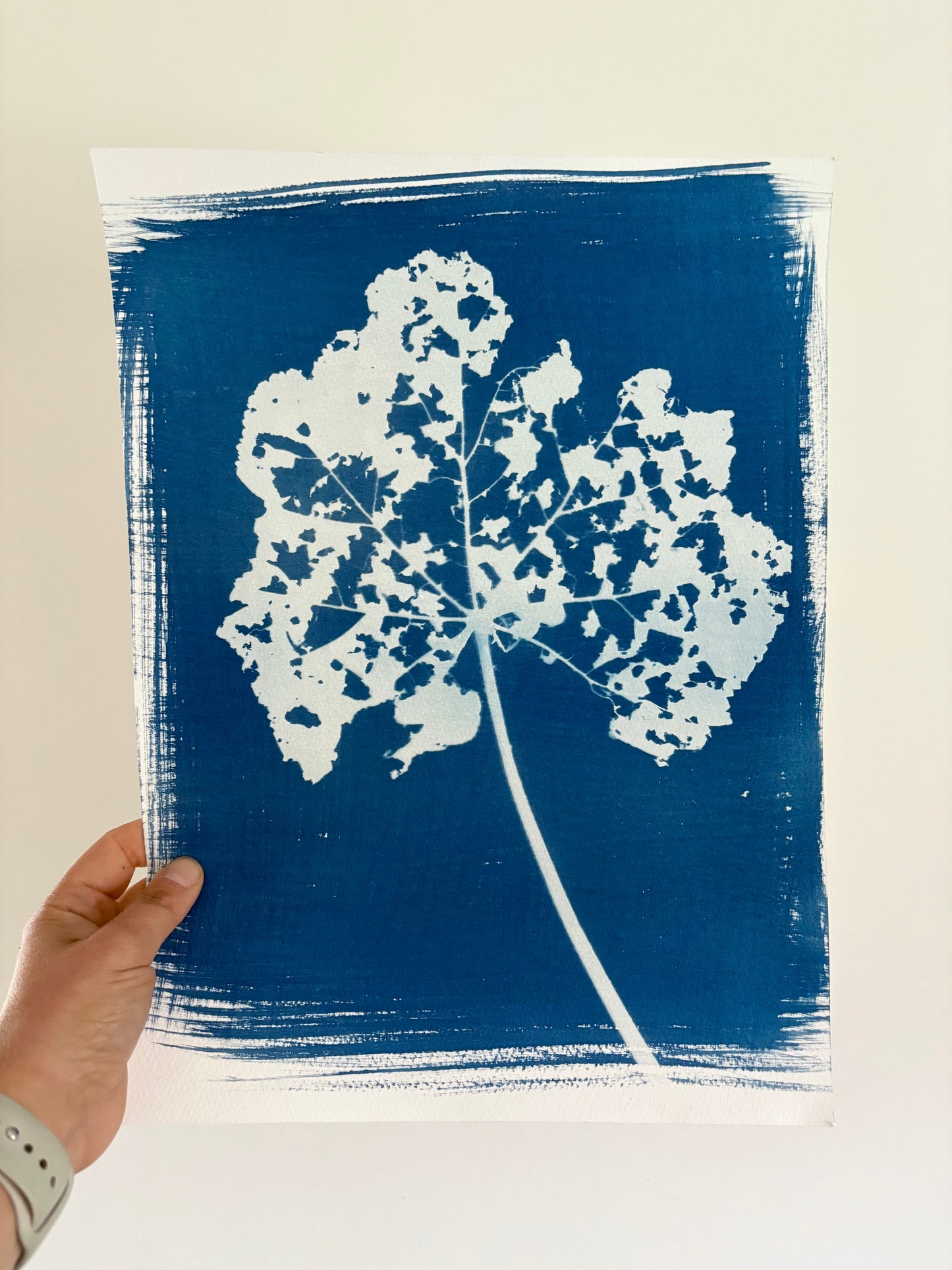 Hollyhock leaf experiment Cyanotype 38x28cm (approx) Original Print SALE