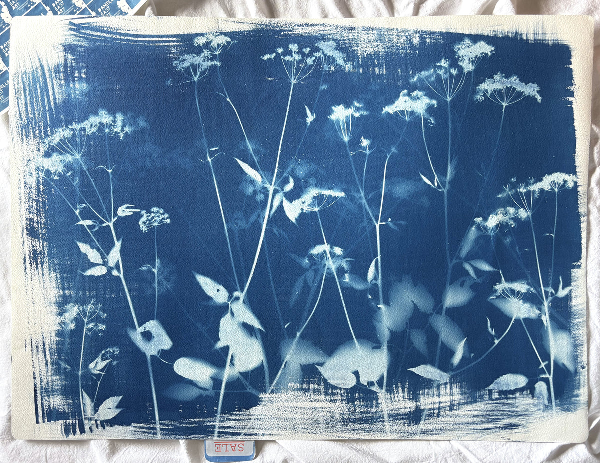 Full Unknown Umbellifer (22x30") Original Print - SALE