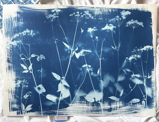 Full Unknown Umbellifer (22x30") Original Print - SALE