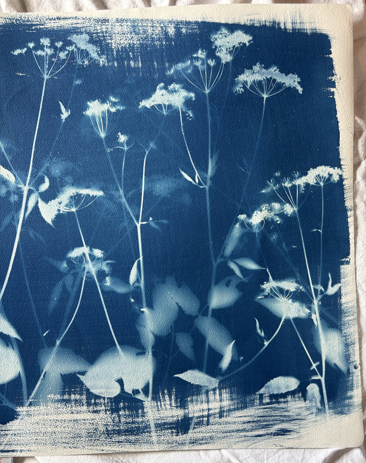 Full Unknown Umbellifer (22x30") Original Print - SALE