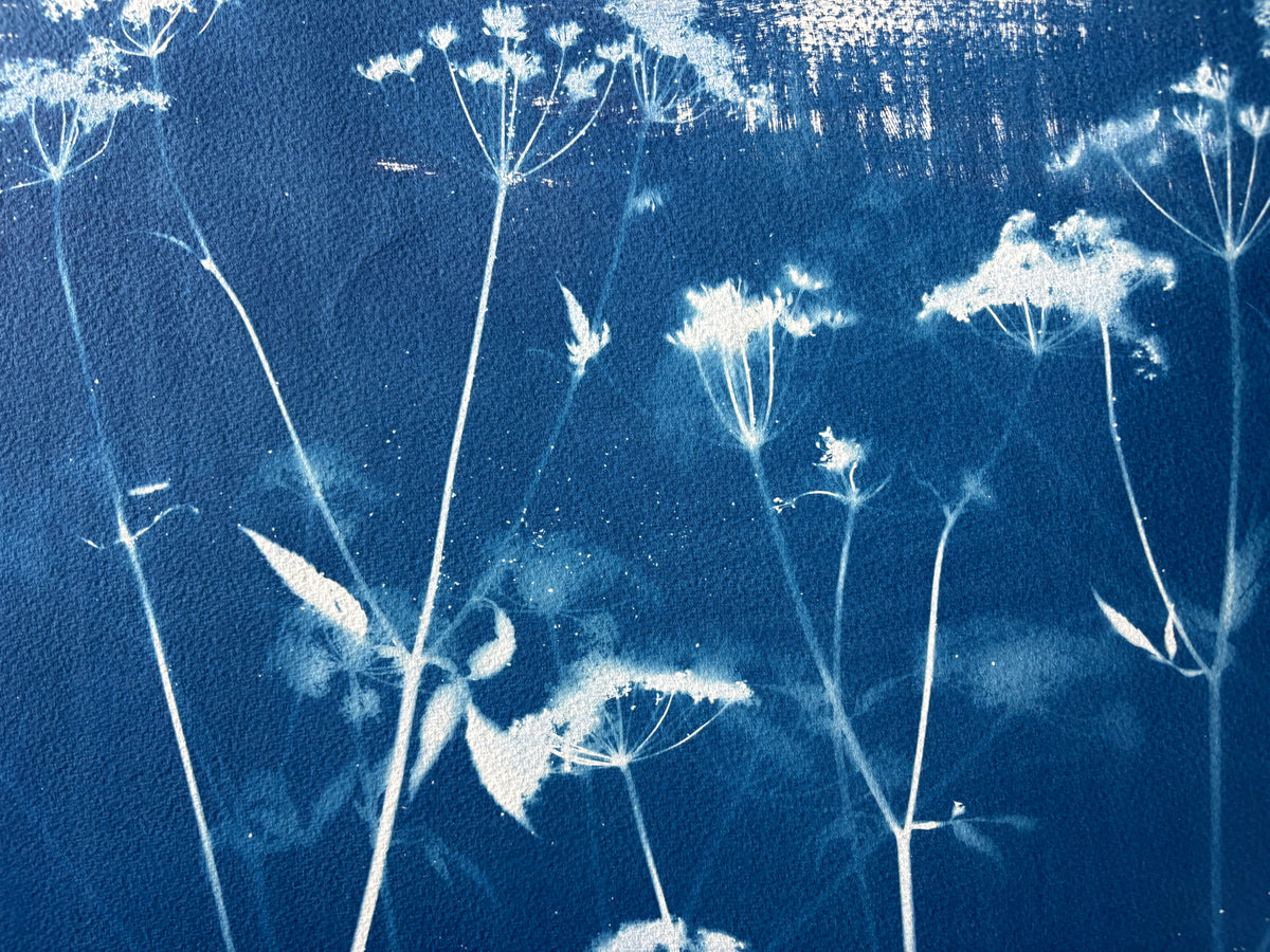 Full Unknown Umbellifer (22x30") Original Print - SALE