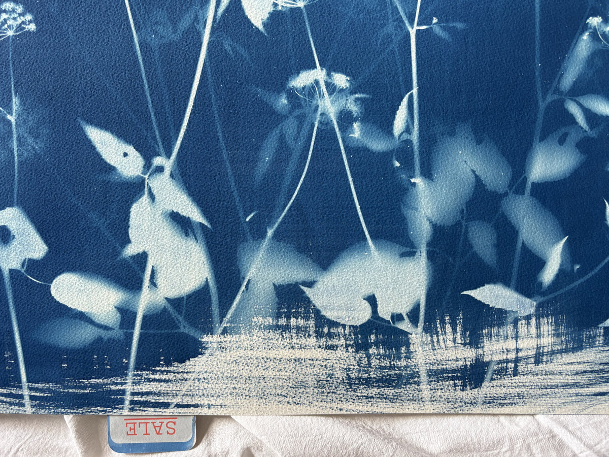 Full Unknown Umbellifer (22x30") Original Print - SALE