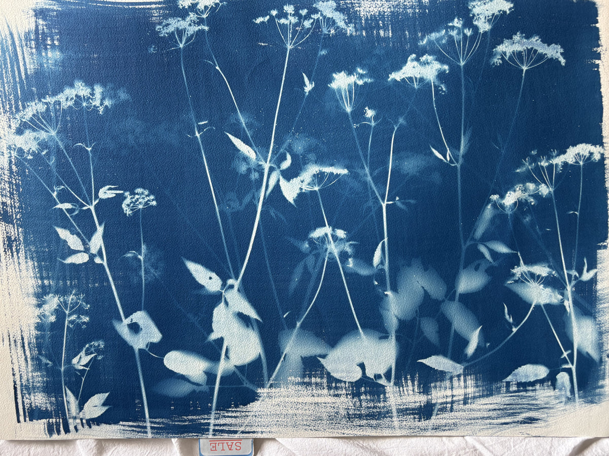 Full Unknown Umbellifer (22x30") Original Print - SALE