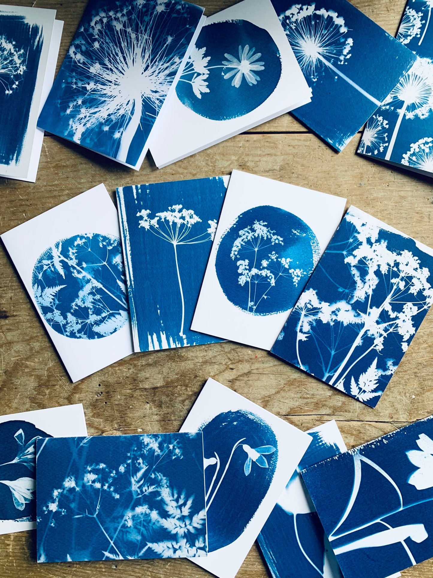 view of each individual card that is in the Umbellifer cyanotype card pack