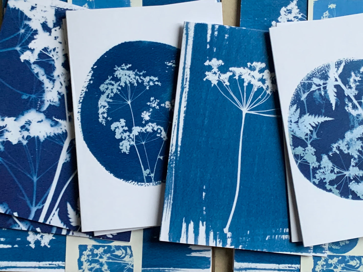 close up of the group of umbellifer cyanotype cards form Danielle East ART