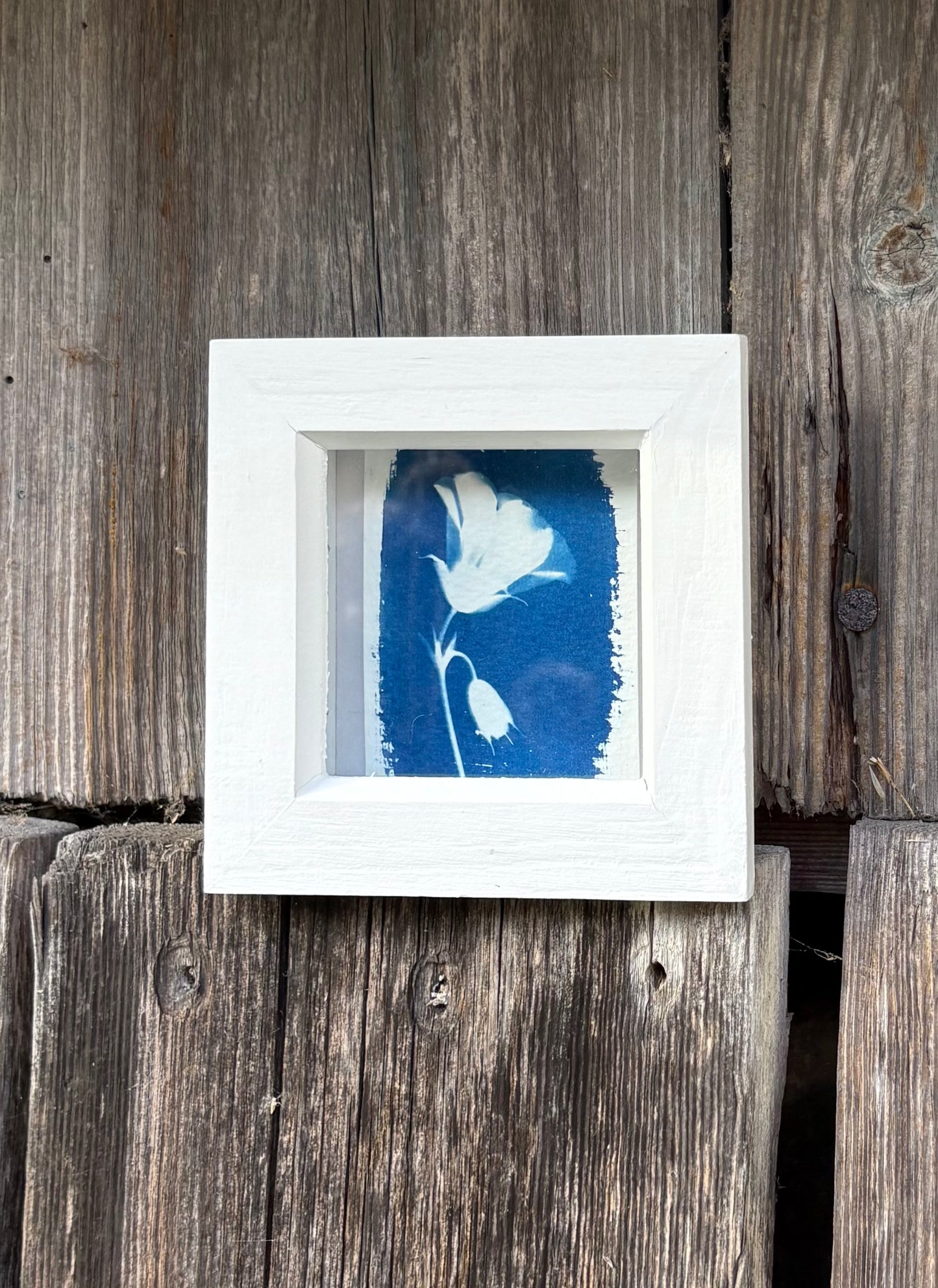 Geranium - white square glass box frame