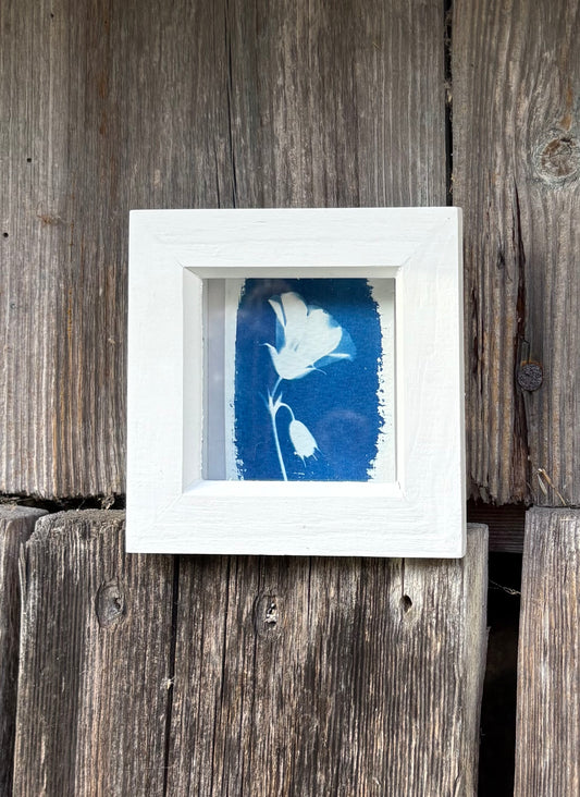 Geranium - white square glass box frame