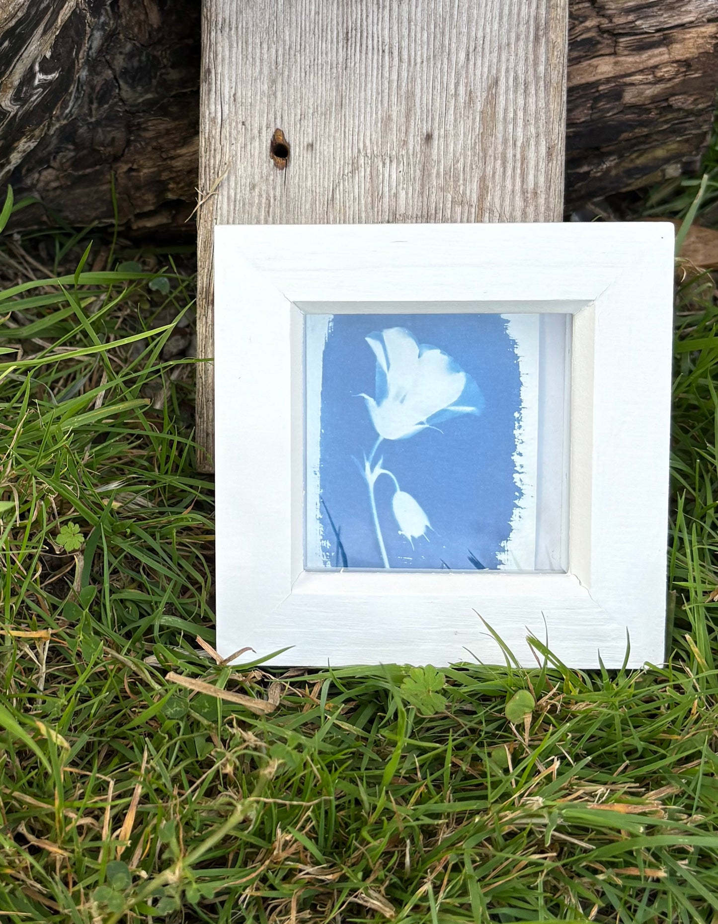 Geranium - white square glass box frame