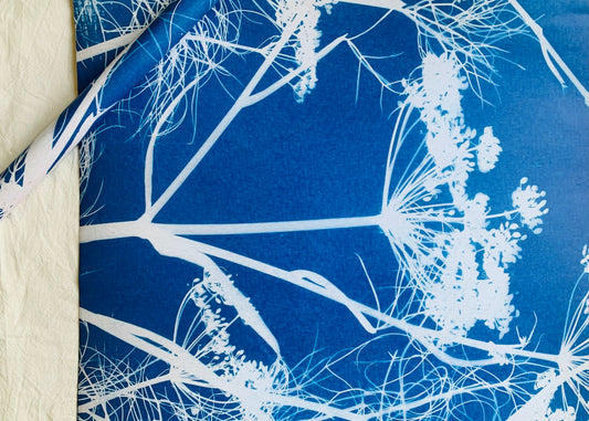 Fennel - Cyanotype - Gift Wrap